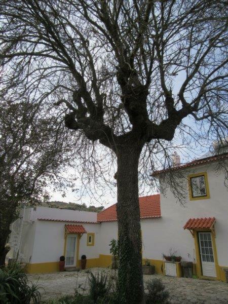Quintal Do Freixo - Country House Sobral de Monte Agraço Zewnętrze zdjęcie